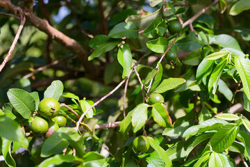 Ils sont nombreux les citrons verts en Martinique.