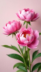 Fototapeta premium Showy pink peonies against a soft pastel background, spring blossoms, pink flowers