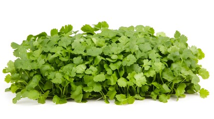 Obraz premium Create clipart of fresh coriander leaves, with bright green color and fine detailing, isolated on a white background