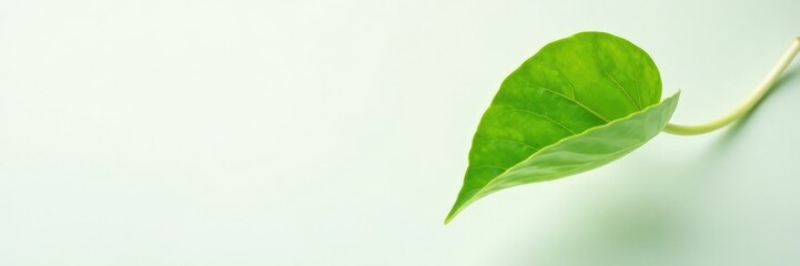 Obraz premium Single climbing wattle leaf with visible stem, white, stem, leaf