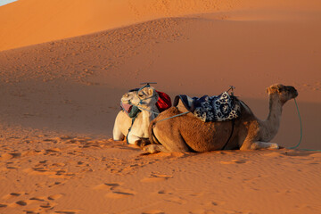 Fototapeta premium Sahara dunes, camel and shade from a camel