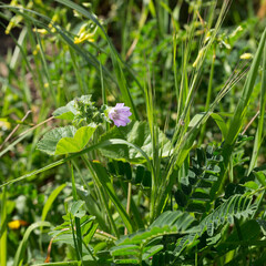 Spring rains awaken nature after the winter period