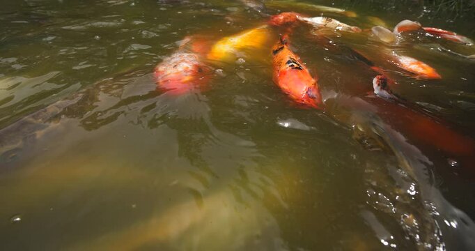 Koi Fish Swarming in Pond when Fed Food
