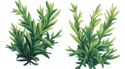 Fototapeta premium Illustrate rosemary sprigs with detailed leaves in a vibrant green color, isolated on white