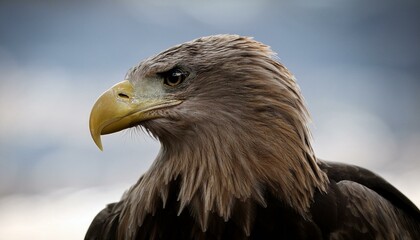 Obraz premium white tailed eagle haliaeetus albicilla