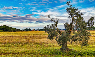 Panoramic view from the vast coastal pine forest in Marina di Castagneto Carducci Tuscany Italy