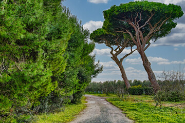 Panoramic view from the vast coastal pine forest in Marina di Castagneto Carducci Tuscany Italy