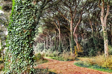 Panoramic view from the vast coastal pine forest in Marina di Castagneto Carducci Tuscany Italy