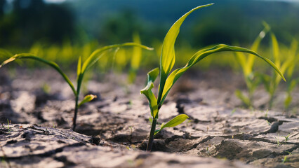 corn seedling on an cornfield plantation in the evening