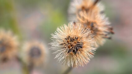 Daucus carota biennial 