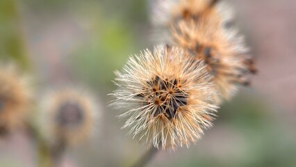 Daucus carota biennial 