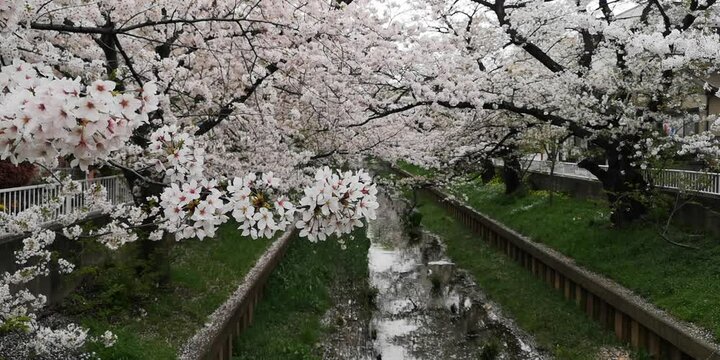 日本寺院風景