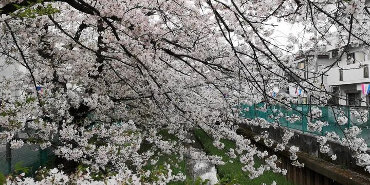 日本寺院風景