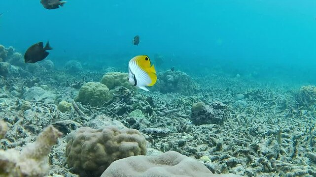 Brown surgeonfish, threadfin butterflyfish and several other types of small fish swim among the coral reefs