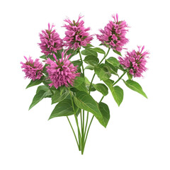Obraz premium 3D icon of A bouquet of Bee Balm isolated on transparency background