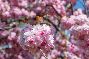 Beautiful pink sakura cherry blossom. Close up. Pink flowers of cherry tree.