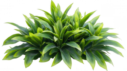 Lush green plant with vibrant leaves, showcasing a dense arrangement and a healthy appearance.