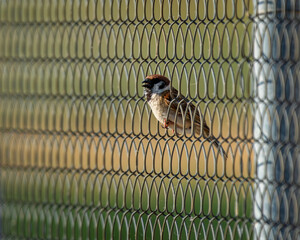 house sparrow Passer domesticus
Bird with open beak
in a metal ball