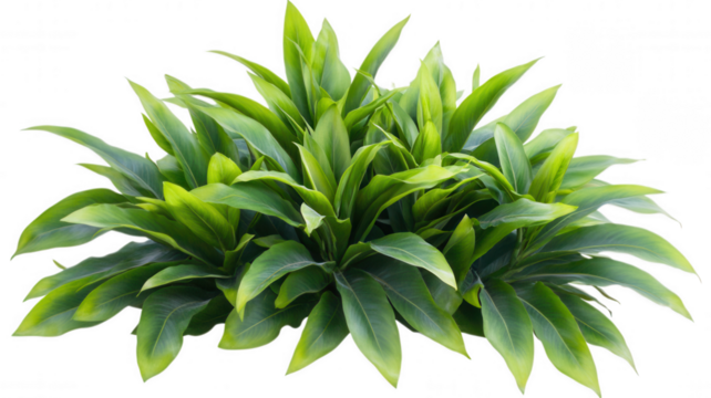 Lush green plant with vibrant leaves, showcasing a dense arrangement and a healthy appearance.