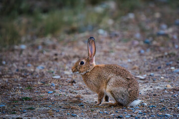 common rabbit or European rabbit (Oryctolagus cuniculus) posing left wing
