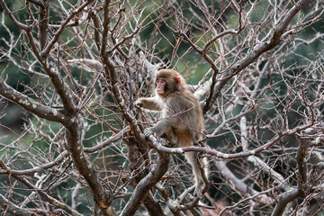 Macaque Monkey - Japan