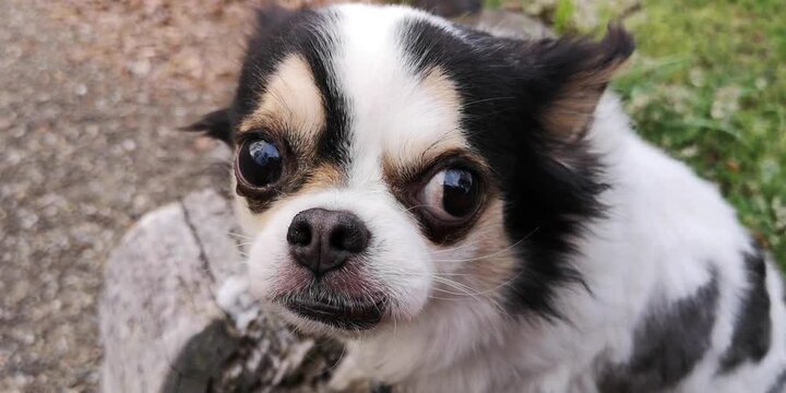 犬