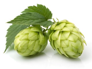 Fototapeta premium hop isolated on white background