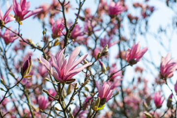 Spring floral background or wallpaper. Beautiful blooming light pink magnolia flowers in springtime. Selective focus