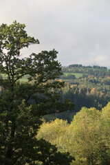 Trees in a forest