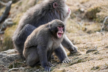 Macaque Monkeys - Kyoto