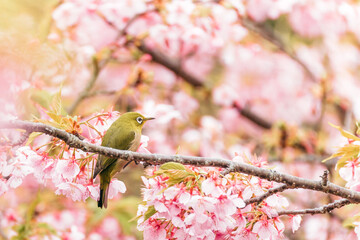 河津桜とメジロ