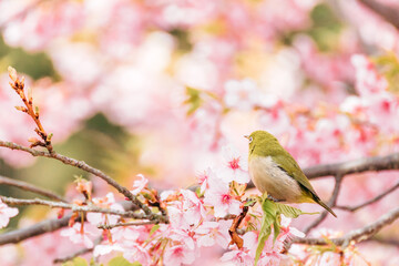 河津桜とメジロ