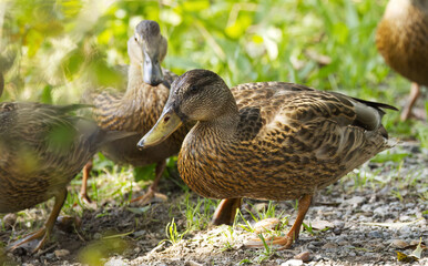 cute female mallard ducks between on the path, cute female mallard ducks from the front, brown duck, beak, feathers, green colours 