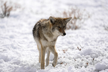 Naklejka premium Coyote - Winter