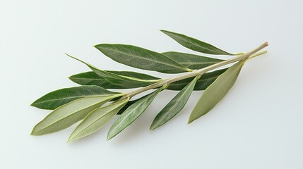 Obraz premium Fresh olive branch on white background