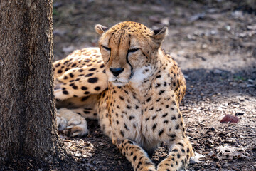 Cheetah