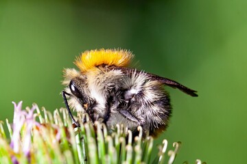Common carder bee, Bombus pascuorum, on a flower
