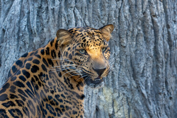 African Leopard
