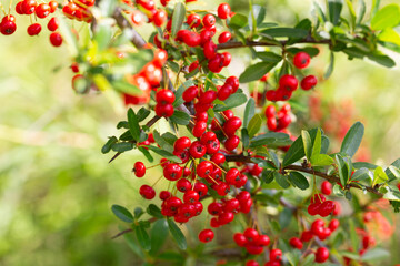 Fototapeta premium Close-up of a fruiting shrub called Pyracantha coccinea. Firethorn berries, rosaceae evergreen shrub. Dog apple, China, the scarlet, European species or red firethorn. Small, bright red berries.