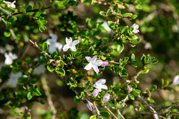 The Serissa japonica, or tree of a thousand stars, is an evergreen flowering shrub native to the tropical woodlands of Southeast Asia. Small white flowers on a bush in the garden, close-up.