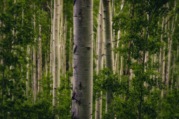 Fototapeta premium Tree, Trees, Lines, Shape