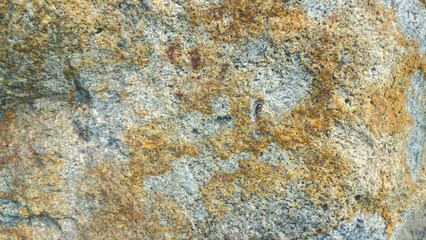 texture of the sea stone background