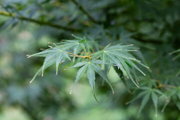 Close-up of green Leaves of Japanese maple (Acer Palmatum, Acer palmatum Thunb. cv. Dissectum )
