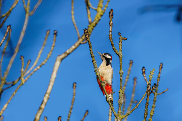 The great spotted woodpecker (Dendrocopos major) is a medium-sized woodpecker