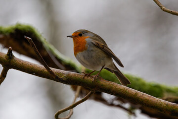 The European robin (Erithacus rubecula), known simply as the robin or robin redbreast in the British Isles
