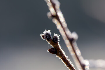 Frosted tree bud on a branch covered with ice crystals