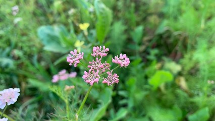 Hollowstem Burnet Slaves are also his flowers of colour