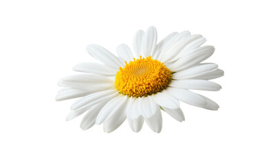 A close-up image of a fresh daisy flower with white petals and a yellow center, isolated on a pure white background,