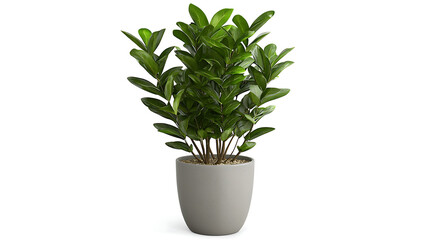 Fototapeta premium A small plant is in a grey pot