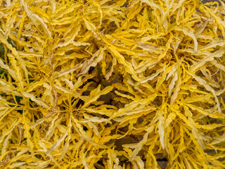 Yellow khalifa broccoli leaf, beautiful kind of ornamental plant
